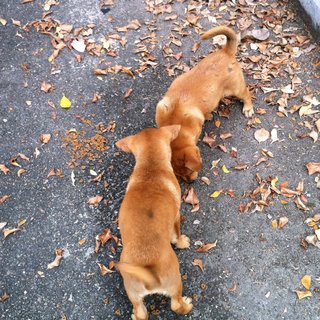 Royce, Floyd, Patch, Sky And Cloud - Mixed Breed Dog