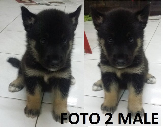 Saisailap - Husky + German Shepherd Dog Dog