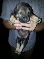 Male Pup - Mixed Breed Dog