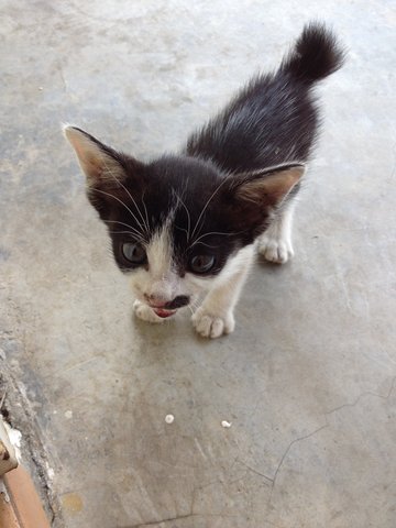 Mel Mel - Domestic Short Hair Cat