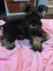 Tinkerbelle  - Schnauzer Dog