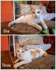 One &amp; Three - Domestic Medium Hair Cat