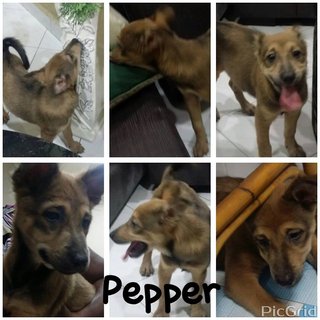 Pepper