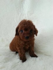 Super Red Toy Poodle - Poodle Dog