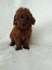 Super Red Toy Poodle - Poodle Dog