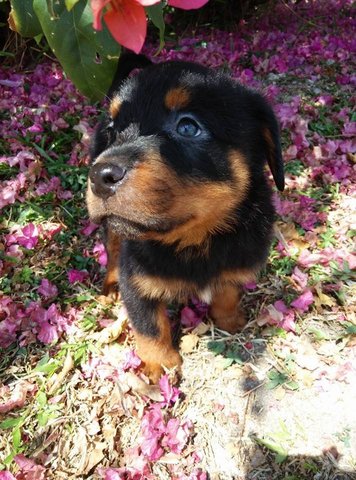 Rottweiler - Rottweiler Dog