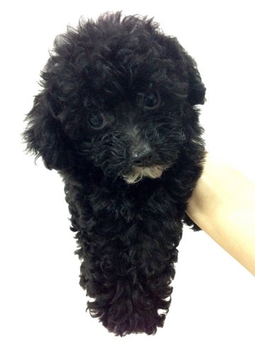 Last Cool Black Toy Poodle  - Poodle Dog