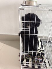 Last Cool Black Toy Poodle  - Poodle Dog