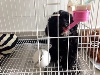 Last Cool Black Toy Poodle  - Poodle Dog