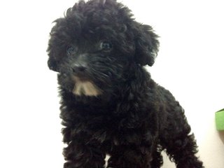 Last Cool Black Toy Poodle  - Poodle Dog