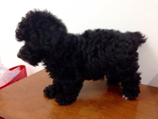 Last Cool Black Toy Poodle  - Poodle Dog