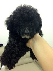 Last Cool Black Toy Poodle  - Poodle Dog