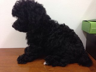 Last Cool Black Toy Poodle  - Poodle Dog