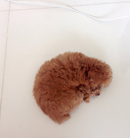 Redtoy Pood Taiwanese Lineage  - Poodle Dog