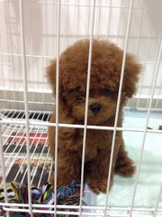 Redtoy Pood Taiwanese Lineage  - Poodle Dog