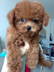 Redtoy Pood Taiwanese Lineage  - Poodle Dog