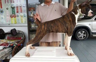 Boxer (Imported Parent) - Boxer Dog