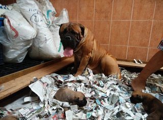 Bullmastiff ( Imported,cham Parent) - Bullmastiff Dog