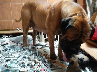 Bullmastiff ( Imported,cham Parent) - Bullmastiff Dog