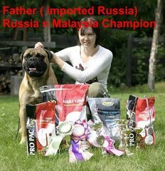 Bullmastiff ( Imported,cham Parent) - Bullmastiff Dog