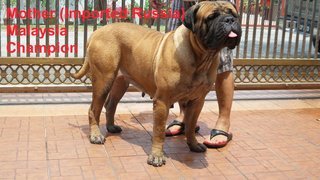 Bullmastiff ( Imported,cham Parent) - Bullmastiff Dog