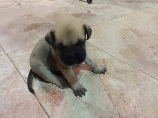 Mastiff Puppy (Big Bone) - Mastiff Dog