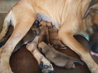 Mastiff Puppy (Big Bone) - Mastiff Dog