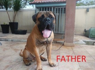 Mastiff Puppy (Big Bone) - Mastiff Dog