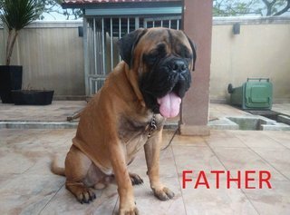 Mastiff Puppy (Big Bone) - Mastiff Dog