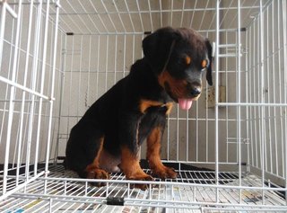 Rottweiler Puppy /champion Imp Line - Rottweiler Dog