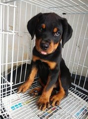 Rottweiler Puppy /champion Imp Line - Rottweiler Dog