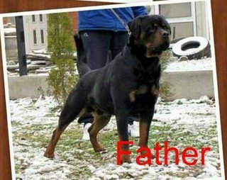 Rottweiler Puppy /champion Imp Line - Rottweiler Dog