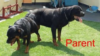 Rottweiler Puppy /champion Imp Line - Rottweiler Dog