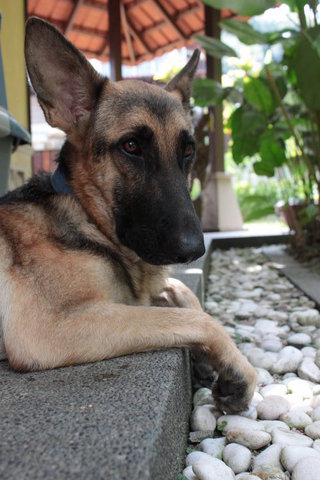 Asantee - German Shepherd Dog Dog