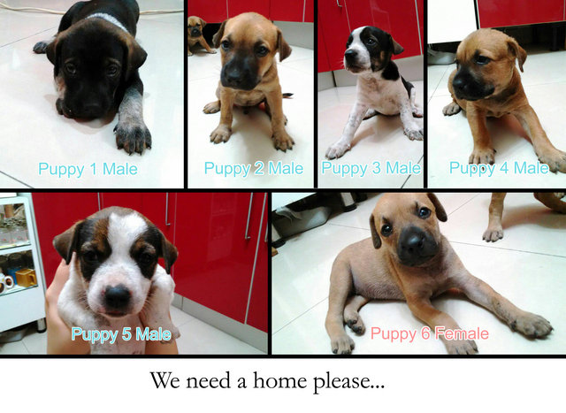 6 Puppies - Mixed Breed Dog