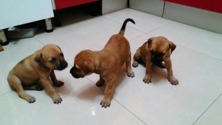 Puppies 2,4,6