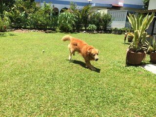 Rex - Golden Retriever Dog