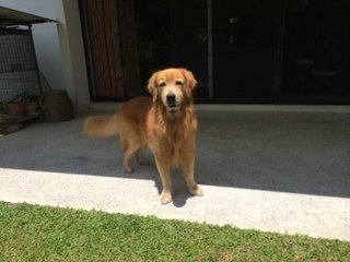 Rex - Golden Retriever Dog