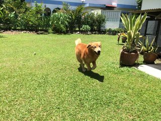 Rex - Golden Retriever Dog