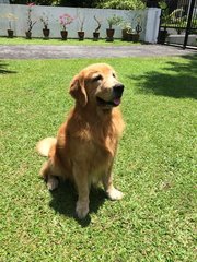 Rex - Golden Retriever Dog