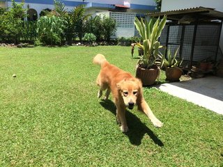 Rex - Golden Retriever Dog