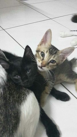 Leechi And Honey - Domestic Medium Hair Cat