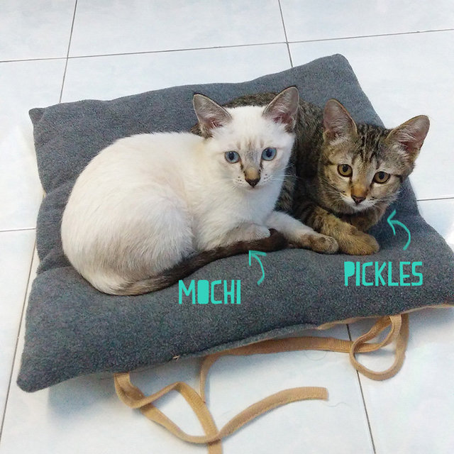 Mochi &amp; Pickles - Domestic Short Hair Cat