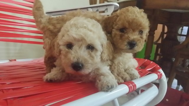 Homebreed Short Leg Toy Poodle - Poodle Dog