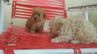 Homebreed Short Leg Toy Poodle - Poodle Dog