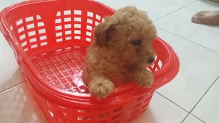 Homebreed Short Leg Toy Poodle - Poodle Dog