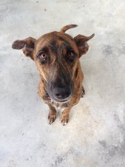 Maple - Mixed Breed Dog