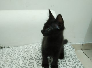 2 Mth Old Half Persian (Black) - Domestic Medium Hair + Persian Cat