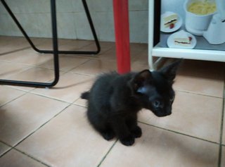 2 Mth Old Half Persian (Black) - Domestic Medium Hair + Persian Cat