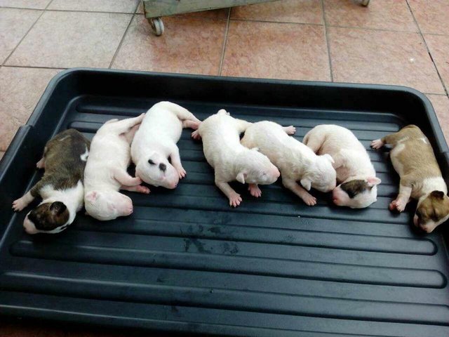 Miniature Bull Terrier 7 Pups  - Bull Terrier Dog